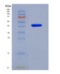 SDS-PAGE analysis of Human ACTB (Actin, Cytoplasmic 1) - Recombinant Protein, showing >90% purity under 15% SDS-PAGE (Reduced)