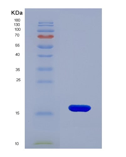 SDS-PAGE analysis of Human CASP9 (Caspase-9) - Recombinant Protein, showing >90% purity under 15% SDS-PAGE (Reduced)