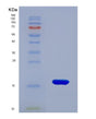SDS-PAGE analysis of Human CASP9 (Caspase-9) - Recombinant Protein, showing >90% purity under 15% SDS-PAGE (Reduced)