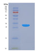 SDS-PAGE analysis of Human ARRB1 (Beta-Arrestin-1) - Recombinant Protein, showing >90% purity under 15% SDS-PAGE (Reduced)