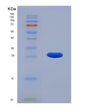 SDS-PAGE analysis of Human PSMB3 (Proteasome Subunit Beta Type-3) - Recombinant Protein, showing >95% purity under 15% SDS-PAGE (Reduced)