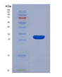 SDS-PAGE analysis of Human KLK7 (Kallikrein-7) - Recombinant Protein, showing >90% purity under 15% SDS-PAGE (Reduced)