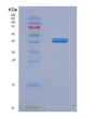 SDS-PAGE analysis of Human MAPT (Microtubule-Associated Protein Tau) - Recombinant Protein, showing >90% purity under 15% SDS-PAGE (Reduced)
