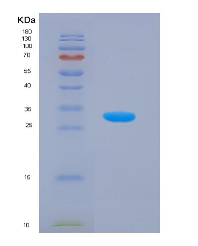 SDS-PAGE analysis of Mouse Glrx3 (Glutaredoxin-3) - Recombinant Protein, showing >90% purity under 15% SDS-PAGE (Reduced)
