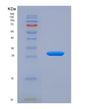 SDS-PAGE analysis of Human BLK (Tyrosine-Protein Kinase Blk) - Recombinant Protein, showing >85% purity under 15% SDS-PAGE (Reduced)