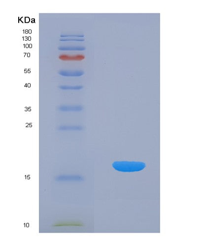 SDS-PAGE analysis of Human IL24 (Interleukin-24) - Recombinant Protein, showing >90% purity under 15% SDS-PAGE (Reduced)