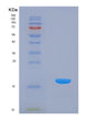 SDS-PAGE analysis of Human IL24 (Interleukin-24) - Recombinant Protein, showing >90% purity under 15% SDS-PAGE (Reduced)