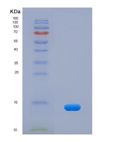 SDS-PAGE analysis of Human CCL11 (Eotaxin) - Recombinant Protein, showing >95% purity under 15% SDS-PAGE (Reduced)