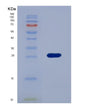 SDS-PAGE analysis of Human EFNA3 (Ephrin-A3) - Recombinant Protein, showing >95% purity under 15% SDS-PAGE (Reduced)