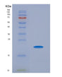 SDS-PAGE analysis of Human THOP1 (Thimet Oligopeptidase) - Recombinant Protein, showing >90% purity under 15% SDS-PAGE (Reduced)