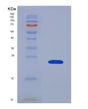 SDS-PAGE analysis of Human HMGA2 (High Mobility Group Protein Hmgi-C) - Recombinant Protein, showing >95% purity under 15% SDS-PAGE (Reduced)