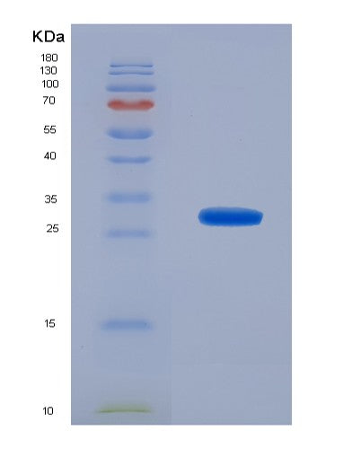 SDS-PAGE analysis of Human MAPK12 (Mitogen-Activated Protein Kinase 12) - Recombinant Protein, showing >90% purity under 15% SDS-PAGE (Reduced)