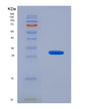 SDS-PAGE analysis of Human MAPK12 (Mitogen-Activated Protein Kinase 12) - Recombinant Protein, showing >90% purity under 15% SDS-PAGE (Reduced)