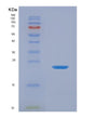 SDS-PAGE analysis of Human TNFSF13B (Tumor Necrosis Factor Ligand Superfamily Member 13B) - Recombinant Protein, showing >90% purity under 15% SDS-PAGE (Reduced)