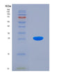 SDS-PAGE analysis of Human BCAT1 (Branched-Chain-Amino-Acid Aminotransferase, Cytosolic) - Recombinant Protein, showing >85% purity under 15% SDS-PAGE (Reduced)