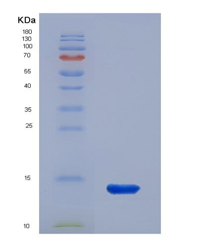 SDS-PAGE analysis of Mouse Ucp1 (Mitochondrial Brown Fat Uncoupling Protein 1) - Recombinant Protein, showing >90% purity under 15% SDS-PAGE (Reduced)