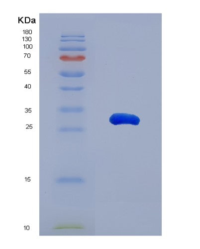 SDS-PAGE analysis of Human MFAP4 (Microfibril-Associated Glycoprotein 4) - Recombinant Protein, showing >85% purity under 15% SDS-PAGE (Reduced)