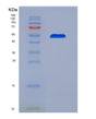 SDS-PAGE analysis of Human F9 (Coagulation Factor Ix) - Recombinant Protein, showing >90% purity under 15% SDS-PAGE (Reduced)
