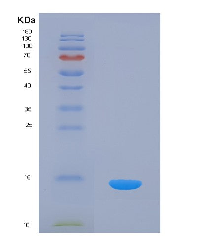 SDS-PAGE analysis of Human INHBC (Inhibin Beta C Chain) - Recombinant Protein, showing >85% purity under 15% SDS-PAGE (Reduced)