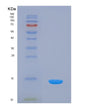 SDS-PAGE analysis of Human INHBC (Inhibin Beta C Chain) - Recombinant Protein, showing >85% purity under 15% SDS-PAGE (Reduced)