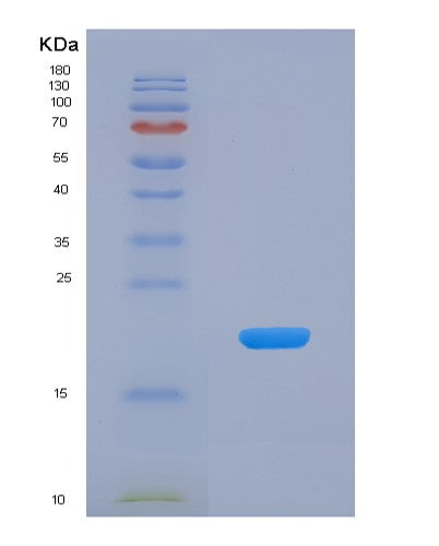 SDS-PAGE analysis of Human GDF10 (Growth/Differentiation Factor 10) - Recombinant Protein, showing >90% purity under 15% SDS-PAGE (Reduced)