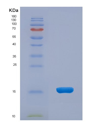 SDS-PAGE analysis of Mouse Lrpap1 (Alpha-2-Macroglobulin Receptor-Associated Protein) - Recombinant Protein, showing >95% purity under 15% SDS-PAGE (Reduced)