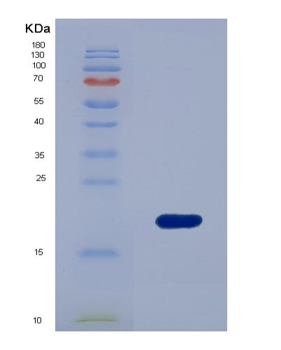 SDS-PAGE analysis of Human SUMO3 (Small Ubiquitin-Related Modifier 3) - Recombinant Protein, showing >85% purity under 15% SDS-PAGE (Reduced)
