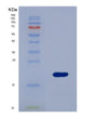 SDS-PAGE analysis of Human SUMO3 (Small Ubiquitin-Related Modifier 3) - Recombinant Protein, showing >85% purity under 15% SDS-PAGE (Reduced)