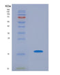 SDS-PAGE analysis of Human TCL1A (T-Cell Leukemia/Lymphoma Protein 1A) - Recombinant Protein, showing >95% purity under 15% SDS-PAGE (Reduced)