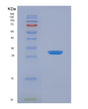 SDS-PAGE analysis of Human JAM2 (Junctional Adhesion Molecule B) - Recombinant Protein, showing >90% purity under 15% SDS-PAGE (Reduced)