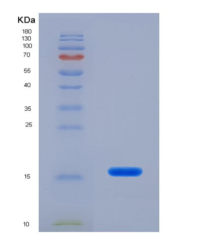 SDS-PAGE analysis of Human GABARAPL2 (Gamma-Aminobutyric Acid Receptor-Associated Protein-Like 2) - Recombinant Protein, showing >90% purity under 15% SDS-PAGE (Reduced)