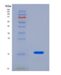 SDS-PAGE analysis of Human GABARAPL2 (Gamma-Aminobutyric Acid Receptor-Associated Protein-Like 2) - Recombinant Protein, showing >90% purity under 15% SDS-PAGE (Reduced)