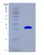 SDS-PAGE analysis of Human RHOA (Transforming Protein Rhoa) - Recombinant Protein, showing >90% purity under 15% SDS-PAGE (Reduced)
