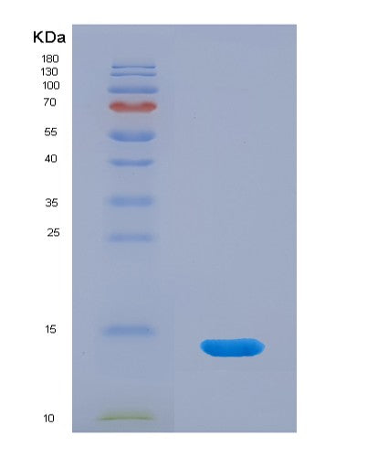 SDS-PAGE analysis of Human SNRPE (Small Nuclear Ribonucleoprotein E) - Recombinant Protein, showing >95% purity under 15% SDS-PAGE (Reduced)