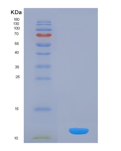 SDS-PAGE analysis of Human SNRPG (Small Nuclear Ribonucleoprotein G) - Recombinant Protein, showing >85% purity under 15% SDS-PAGE (Reduced)