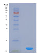 SDS-PAGE analysis of Human SNRPG (Small Nuclear Ribonucleoprotein G) - Recombinant Protein, showing >85% purity under 15% SDS-PAGE (Reduced)