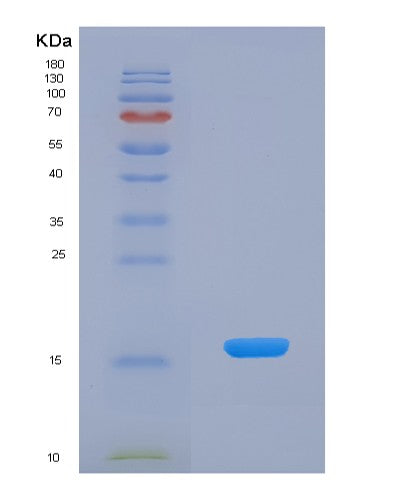 SDS-PAGE analysis of Human SNRPD2 (Small Nuclear Ribonucleoprotein Sm D2) - Recombinant Protein, showing >90% purity under 15% SDS-PAGE (Reduced)