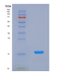 SDS-PAGE analysis of Human SNRPD2 (Small Nuclear Ribonucleoprotein Sm D2) - Recombinant Protein, showing >90% purity under 15% SDS-PAGE (Reduced)