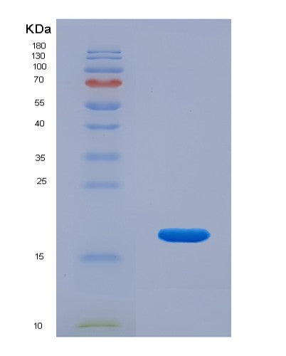 SDS-PAGE analysis of Human SNRPD3 (Small Nuclear Ribonucleoprotein Sm D3) - Recombinant Protein, showing >85% purity under 15% SDS-PAGE (Reduced)