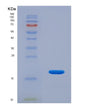 SDS-PAGE analysis of Human SNRPD3 (Small Nuclear Ribonucleoprotein Sm D3) - Recombinant Protein, showing >85% purity under 15% SDS-PAGE (Reduced)