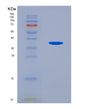 SDS-PAGE analysis of Human CDK13 (Cyclin-Dependent Kinase 13) - Recombinant Protein, showing >90% purity under 15% SDS-PAGE (Reduced)