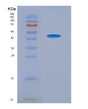 SDS-PAGE analysis of Mouse Vamp2 (Vesicle-Associated Membrane Protein 2) - Recombinant Protein, showing >95% purity under 15% SDS-PAGE (Reduced)