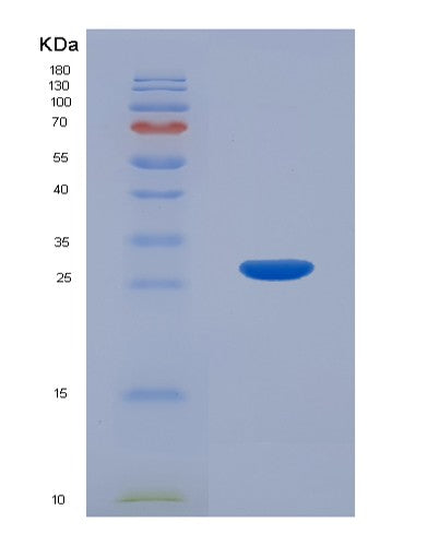 SDS-PAGE analysis of Human SUMO1 (Small Ubiquitin-Related Modifier 1) - Recombinant Protein, showing >95% purity under 15% SDS-PAGE (Reduced)