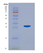 SDS-PAGE analysis of Human SUMO1 (Small Ubiquitin-Related Modifier 1) - Recombinant Protein, showing >95% purity under 15% SDS-PAGE (Reduced)