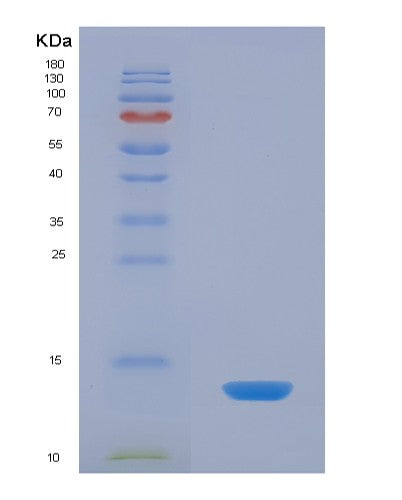 SDS-PAGE analysis of Human SELENOW (Selenoprotein W) - Recombinant Protein, showing >90% purity under 15% SDS-PAGE (Reduced)
