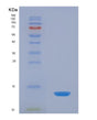 SDS-PAGE analysis of Human SELENOW (Selenoprotein W) - Recombinant Protein, showing >90% purity under 15% SDS-PAGE (Reduced)