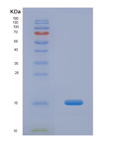 SDS-PAGE analysis of Human FKBP1B (Peptidyl-Prolyl Cis-Trans Isomerase Fkbp1B) - Recombinant Protein, showing >90% purity under 15% SDS-PAGE (Reduced)