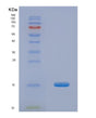 SDS-PAGE analysis of Human FKBP1B (Peptidyl-Prolyl Cis-Trans Isomerase Fkbp1B) - Recombinant Protein, showing >90% purity under 15% SDS-PAGE (Reduced)