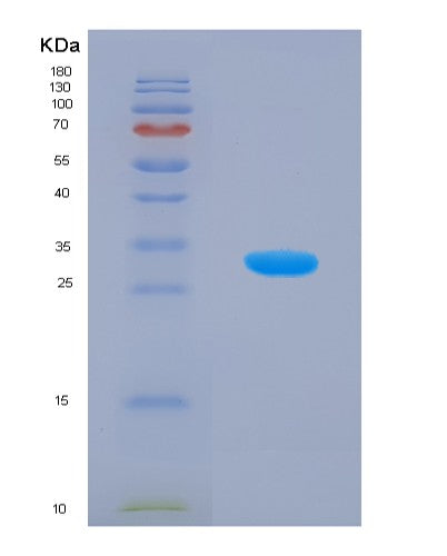 SDS-PAGE analysis of Human GSTO1 (Glutathione S-Transferase Omega-1) - Recombinant Protein, showing >90% purity under 15% SDS-PAGE (Reduced)