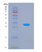 SDS-PAGE analysis of Human GSTO1 (Glutathione S-Transferase Omega-1) - Recombinant Protein, showing >90% purity under 15% SDS-PAGE (Reduced)